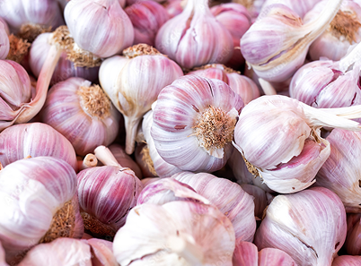 Garlic