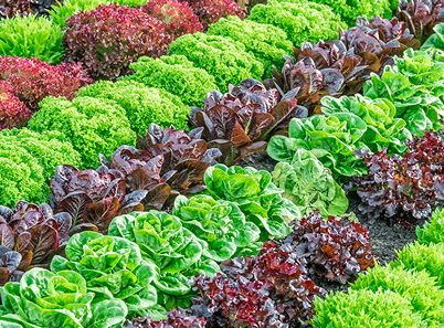Lettuce